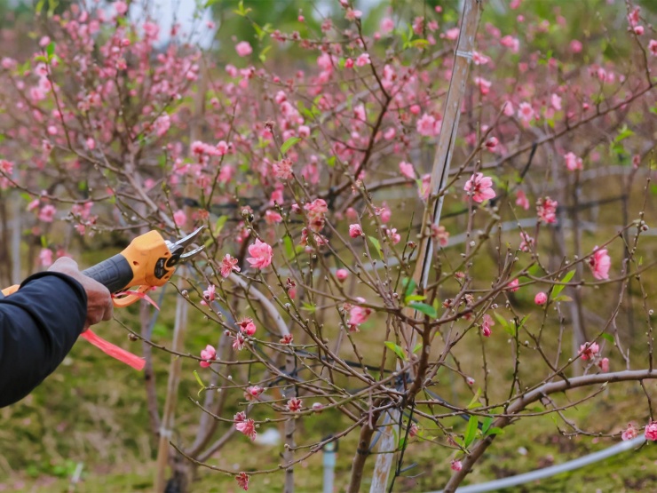 Đ&agrave;o ở vườn bung nở rực rỡ, n&ocirc;ng d&acirc;n chi tiền triệu mỗi ng&agrave;y để k&igrave;m h&atilde;m - 4