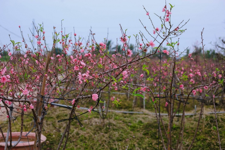 Đ&agrave;o ở vườn bung nở rực rỡ, n&ocirc;ng d&acirc;n chi tiền triệu mỗi ng&agrave;y để k&igrave;m h&atilde;m - 2