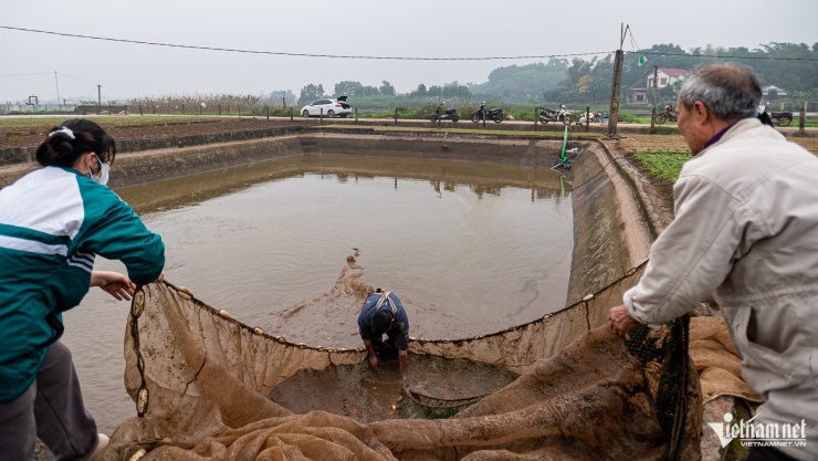 Cada año, a medida que se acerca el festival Tet Ong Cong - Ong Tao (Dios de la Cocina), el pueblo de Thuy Tram - el pueblo pesquero de carpas rojas más grande del norte de Vietnam, ubicado en la comuna de Tien Luong, provincia de Phu Tho - se llena de actividad mientras personas de todo el país tiran redes y drenan estanques para cosechar peces, proporcionándoles peces para liberarlos en la naturaleza.