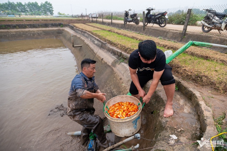 La superficie total dedicada a la cría de carpa roja en la aldea de Thuy Tram es de aproximadamente 100 hectáreas, con una producción anual de unas 35 toneladas. La aldea cuenta con unas 300 familias dedicadas a la cría de carpa roja, que emplean a más de 1000 trabajadores directos. El 5 de febrero, tan solo 5 días antes del festival Tet Ong Cong Ong Tao (Dios de la Cocina), los habitantes de Thuy Tram ya habían comenzado a drenar los estanques y a transferir los peces a tanques, preparándolos para su venta a otras localidades.