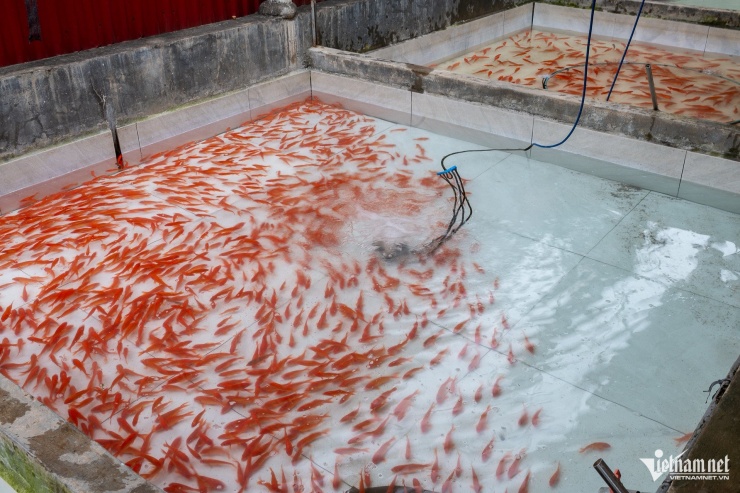 Tras ser retiradas del estanque, las carpas rojas se colocan en tanques de cemento, se oxigenan y el agua se renueva constantemente. Esto ayuda a los peces a aumentar su resiliencia, adaptarse al nuevo entorno y prepararlos para el transporte de cientos de kilómetros para atender a las personas en provincias y ciudades de todo el país.