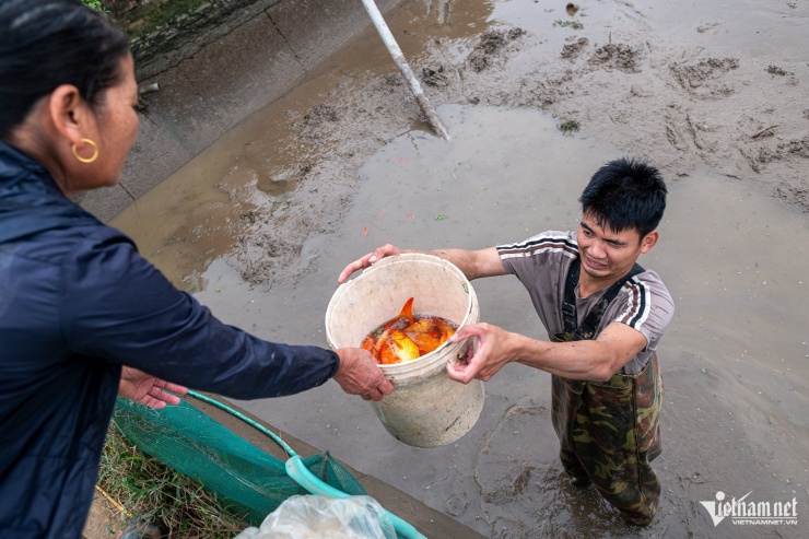 “Criar carpas rojas no solo se trata de obtener ganancias, sino también de preservar el oficio. Continuaré con la profesión de mis padres porque es una tradición del pueblo y me proporciona un ingreso estable cada festividad del Tet”, compartió el Sr. Ha Cong Hai (hijo del Sr. Vu).