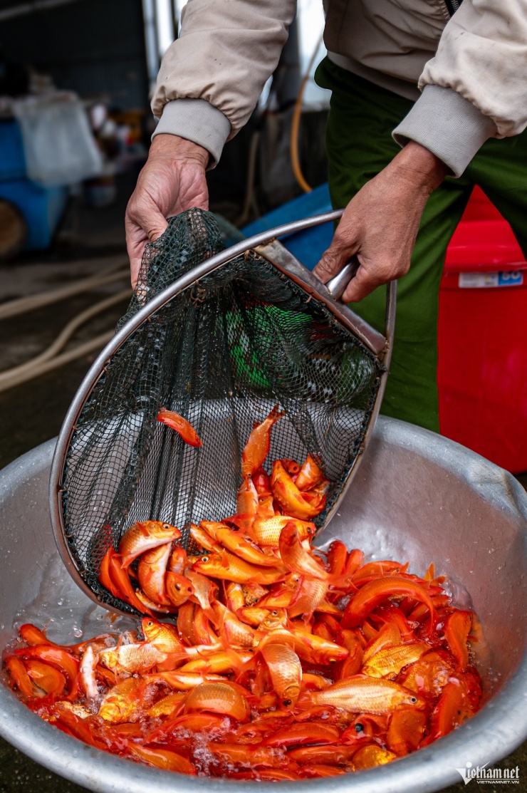 Los alevines suelen liberarse en los estanques alrededor del sexto mes lunar y, tras varios meses de cuidados, alcanzan un tamaño equivalente a tres dedos antes de su venta. Al llegar a los consumidores, presentan un cuerpo bien proporcionado, un color rojo brillante o dorado, aletas rígidas, escamas brillantes y bigotes en ambos lados. Por ello, las carpas rojas de Thuy Tram siempre son muy apreciadas en el mercado.