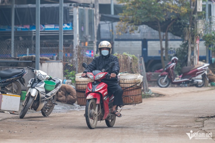 Después de la cosecha, los peces se transportan a diversas provincias y ciudades para satisfacer las necesidades de la población.