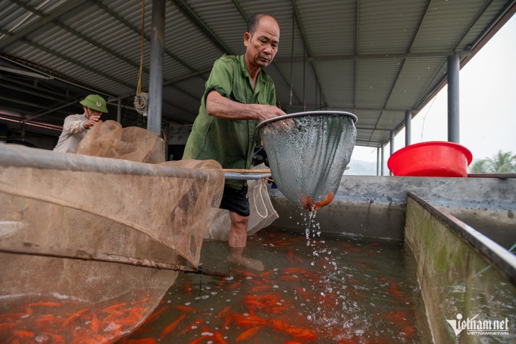 En casa del Sr. Nguyen Gia Soan, en la zona de Dong Minh, comuna de Tien Luong (provincia de Phu Tho), se recolectan y clasifican las primeras partidas de carpa roja para la temporada del Tet de 2026, preparándolas para la venta. Comentó que, cuando están listas para la venta, las carpas son de tamaño mediano, de color rojo o amarillo brillante, con aletas puntiagudas, hermosas escamas y bigotes a ambos lados, lo que las hace populares en el mercado. Este año, la mayoría de las carpas son relativamente pequeñas, con un promedio de 55 peces por kilogramo.