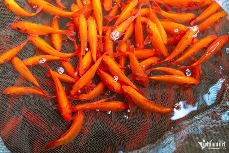 La carpa roja Thuy Tram tiene una forma esbelta, un llamativo color rojo o amarillo rojizo y bigotes distintivos; en general, tiene una apariencia atractiva, buena calidad y un precio razonable.