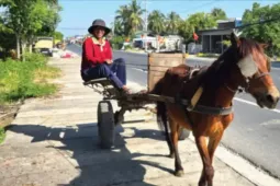 Về Thất Sơn vẳng nghe vó ngựa