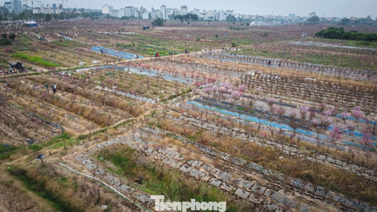 Thời tiết 'ép' đào nở sớm, nhà vườn xả hàng gỡ vốn như chiều 30 Tết