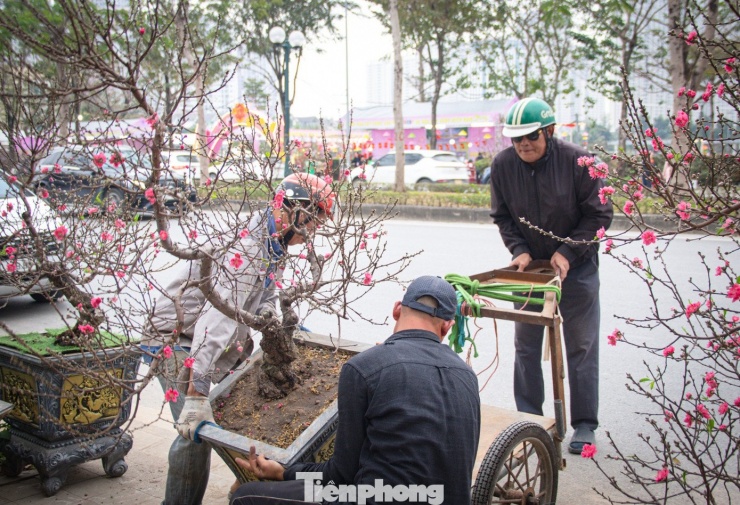 Thời tiết 'ép' đào nở sớm, nhà vườn xả hàng gỡ vốn như chiều 30 Tết