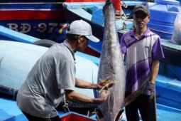 Trúng đậm cá ngừ đại dương, ngư dân Gia Lai vui Tết lớn