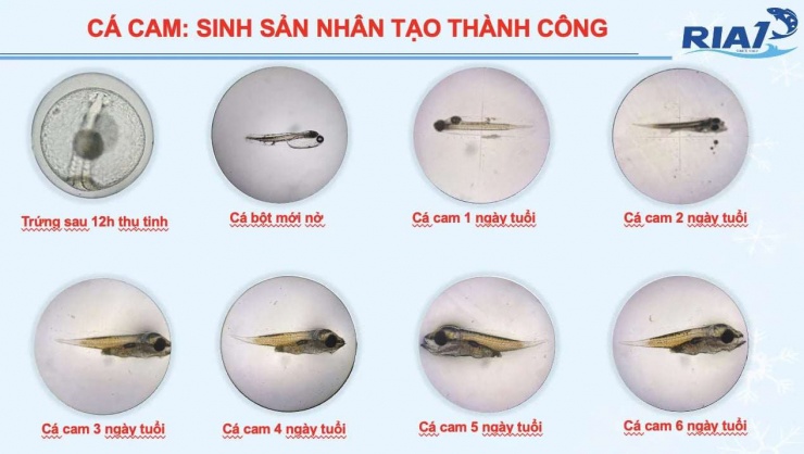 Hiện tại Việt Nam đã cho đẻ nhân tạo thành công cá cam. Ảnh: Viện Nghiên cứu nuôi trồng thủy sản I.
