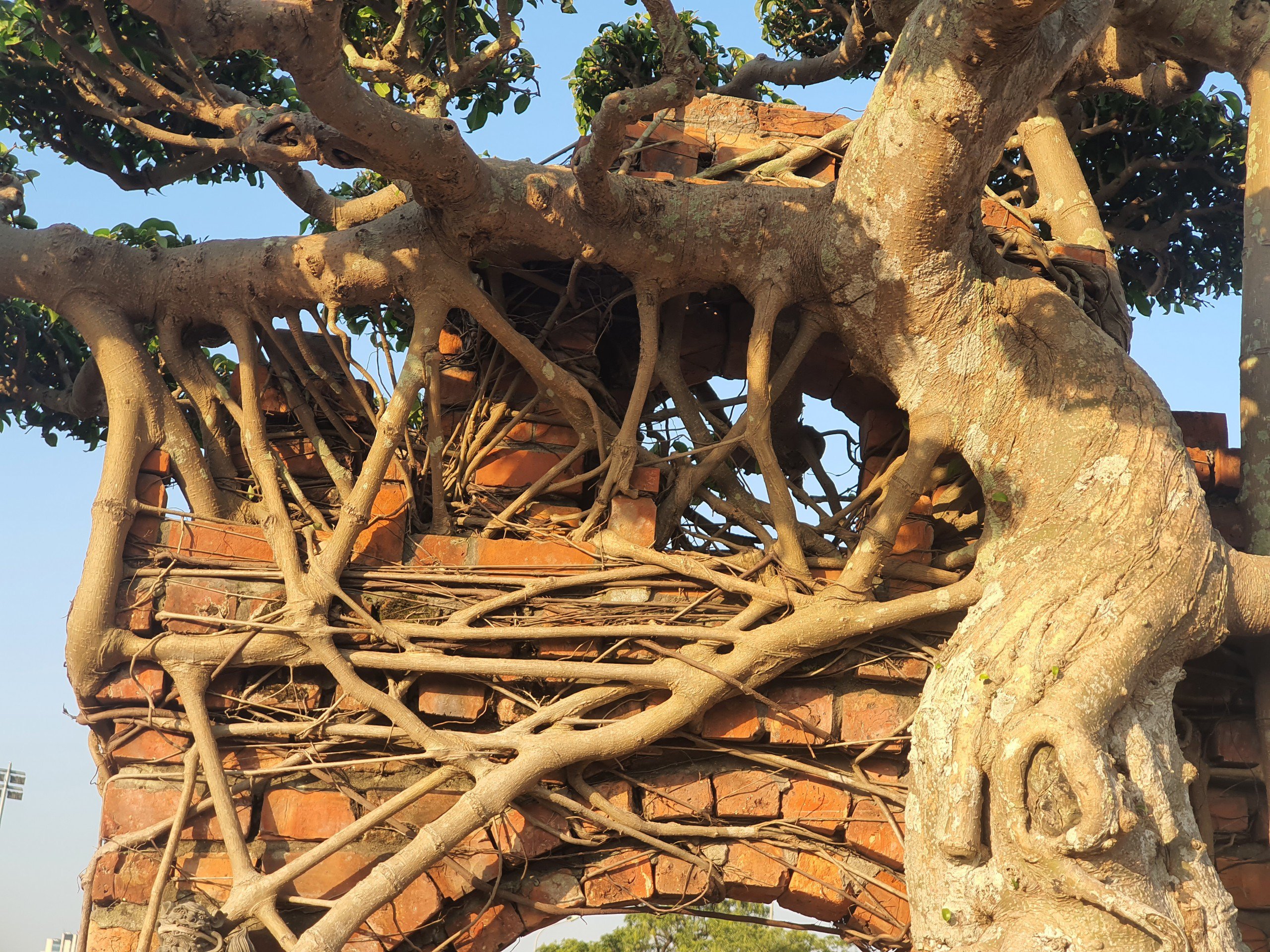 Toàn bộ tác phẩm là sự kết hợp hài hoà giữa cây sanh cổ thụ ôm trọn mô hình cổng làng cổ bằng bộ rễ chằng chịt, trắng xoá.&nbsp;(Ảnh: Hồng Cảnh).