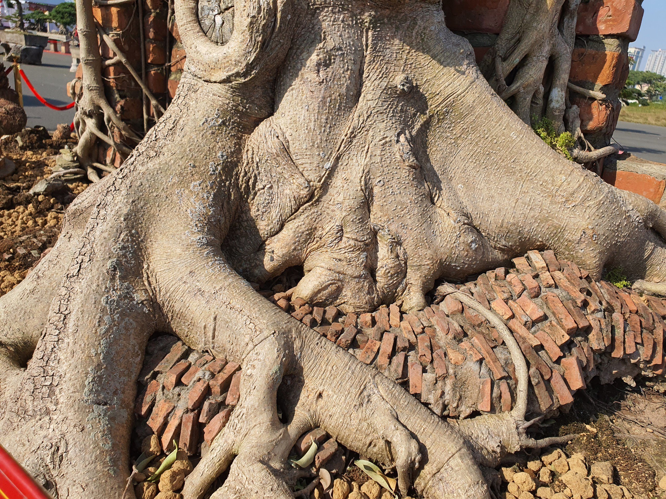 Theo ông Hoà, cây sanh này ước chừng khoảng trên 100 năm tuổi với bộ rễ như hoá thạch.&nbsp;(Ảnh: Hồng Cảnh).