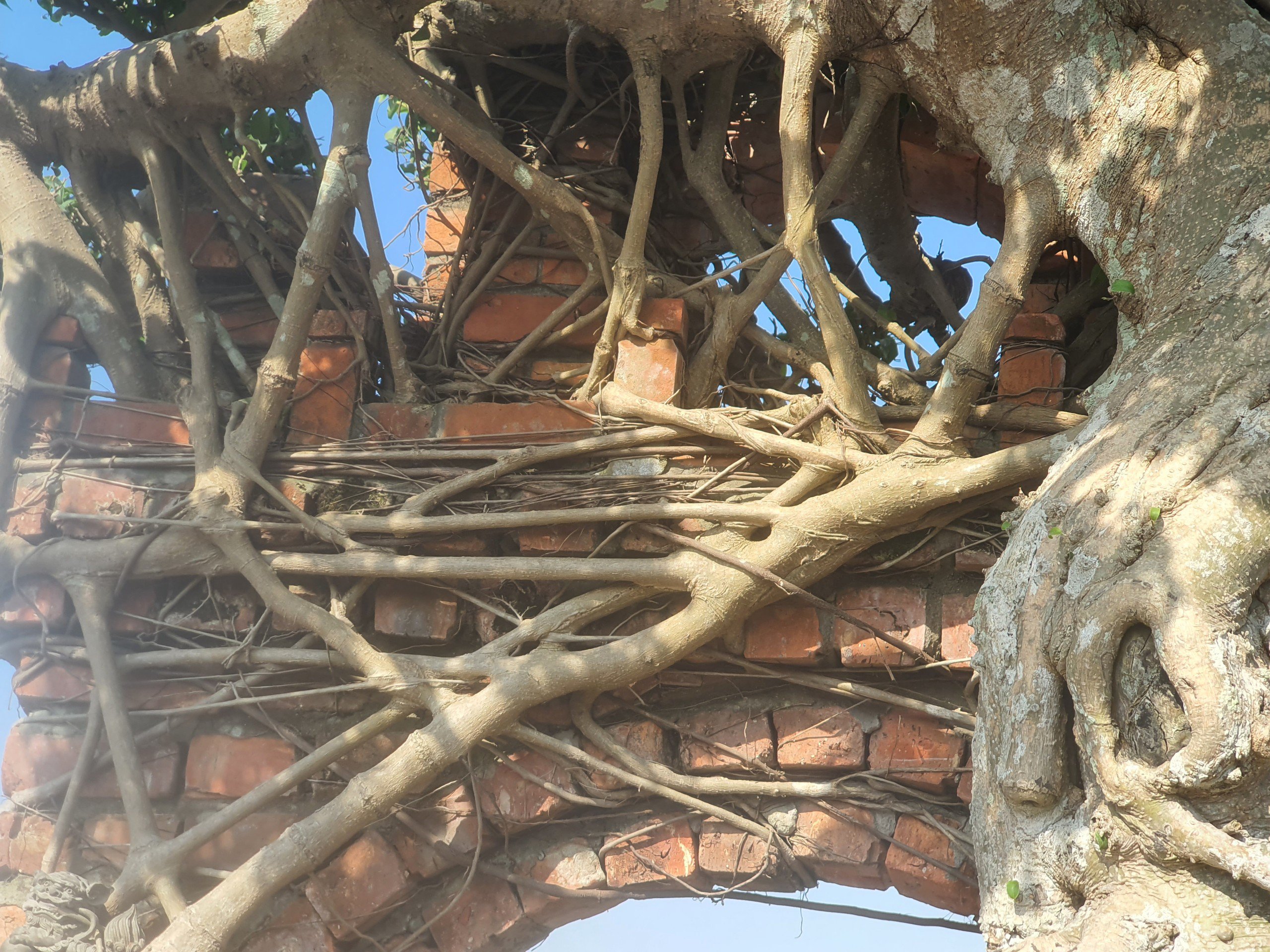 Để có bộ rễ ôm trọn cổng làng một cách tự nhiên nhất, phải trải qua rất nhiều năm không sửa hay cắt tỉa.&nbsp;(Ảnh: Hồng Cảnh).