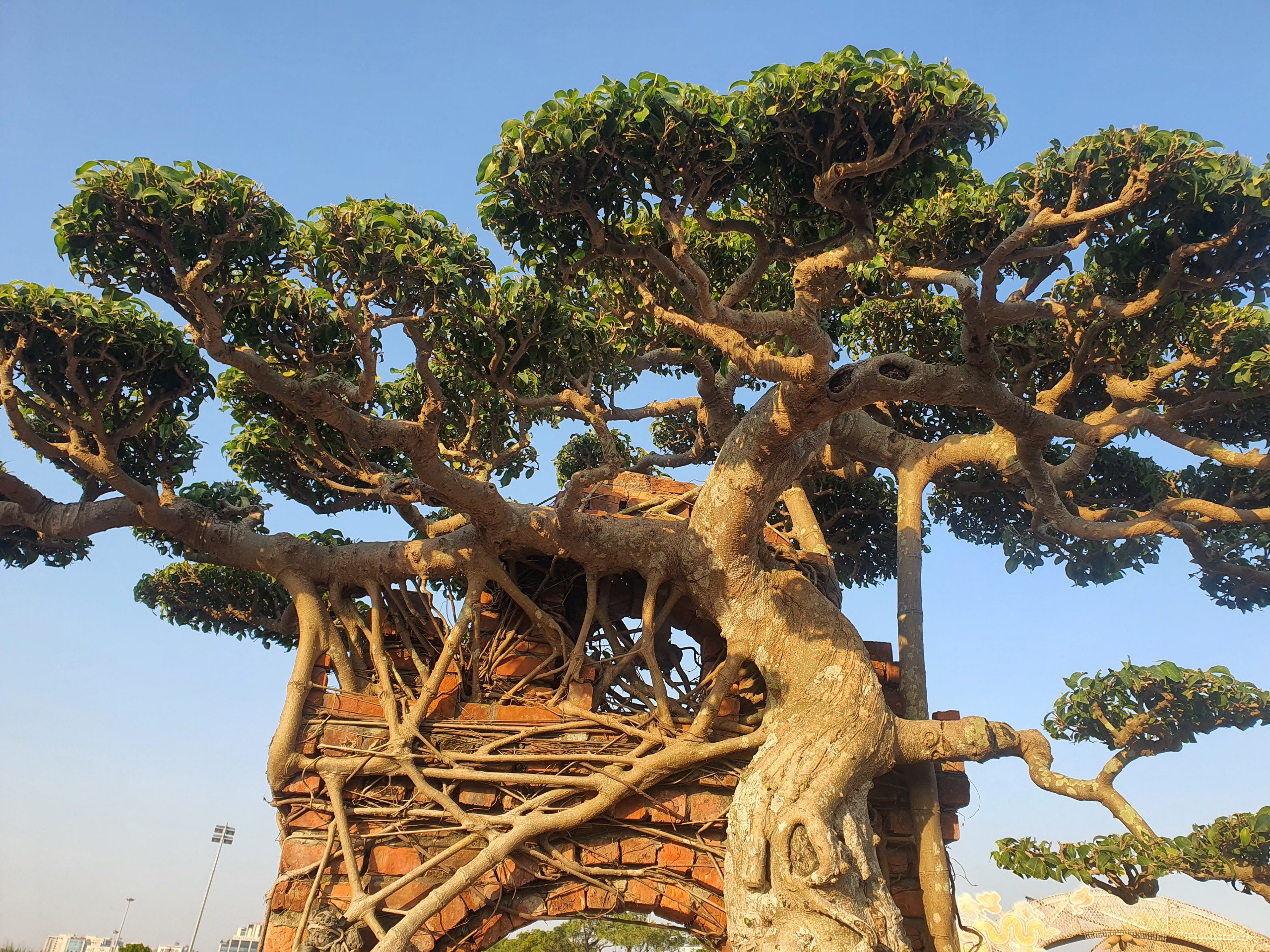 Tán cây toả bóng mát xuống phía dưới đầy nghệ thuật.&nbsp;(Ảnh: Hồng Cảnh).