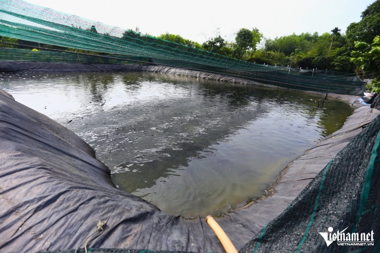 Cá lóc nuôi theo hình thức trải bạt tại xã An Viễn được nhiều thương lái ưu tiên hơn vì cá đồng đều, ít bùn đất, dễ kiểm soát chất lượng và kích cỡ. Nhờ quản lý tốt môi trường nước, tỷ lệ hao hụt thấp nên nguồn hàng cũng ổn định hơn so với cách nuôi truyền thống.