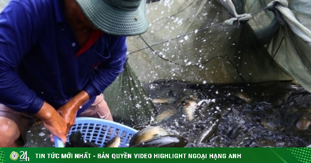 Làng nuôi cá lóc ở Đồng Nai tất bật 'chốt đơn' trước ngày vía Thần Tài