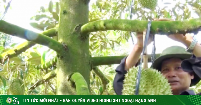 Giá sầu riêng "nhảy múa" theo giờ: Hàng VIP chạm ngưỡng 170.000 đồng/kg vẫn khó mua