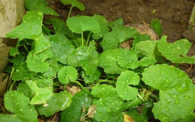 Uống nước rau má 2-3 lần mỗi tuần giúp cơ thể được làm mát và hỗ trợ quá trình trao đổi chất.