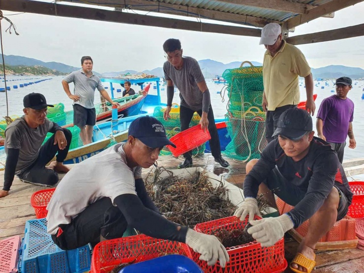 Con thịt ngọt như nước ninh xương, có 3 cặp râu dài, nuôi ở Việt Nam, bán cho nhà giàu Trung Quốc,thu 900 triệu USD - 2