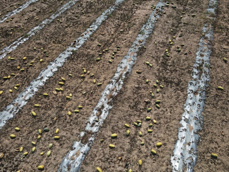 Cả trăm sào dưa hấu trĩu quả tới ngày thu hoạch bị bỏ chết khô trên ruộng tại xã Ia Mơ, Gia Lai, vì bên mua và bên bán không thỏa thuận được phương thức mua bán.