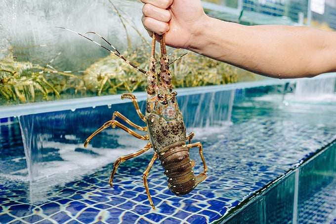 Con thịt ngọt như nước ninh xương, có 3 cặp râu dài, nuôi ở Việt Nam, bán cho nhà giàu Trung Quốc,thu 900 triệu USD - 3