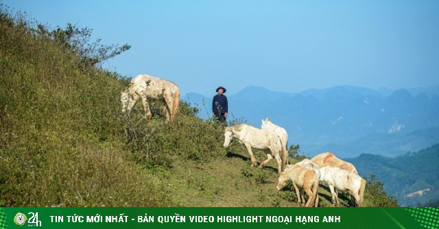 Nuôi ngựa bạch 4 tháng bán 30 triệu đồng/con, lão nông xứ Lạng đổi đời