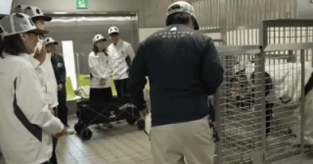 Không còn gấu trúc thật, vườn thú cho nhân viên hóa trang để kéo khách