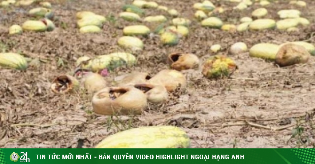 Góc nhìn pháp lý vụ 500 sào dưa hấu ở Gia Lai chết khô: Đặt cọc 7,5 tỷ đồng, ai chịu rủi ro khi "lật kèo" đổi cách mua?