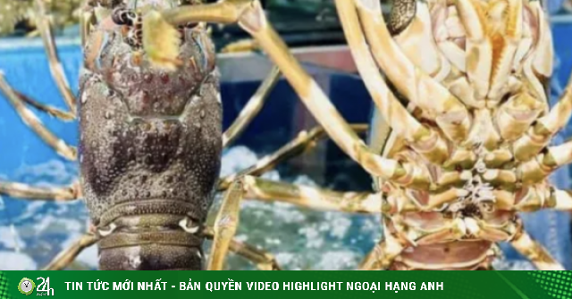 Lý do Trung Quốc bao mua gần như toàn bộ tôm hùm xuất khẩu của Việt Nam