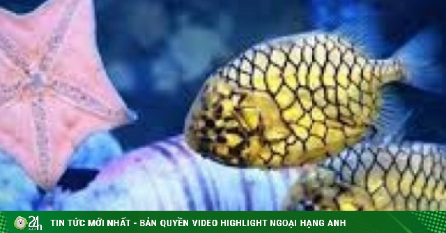 Loài cá mang tên trái cây được "săn lùng" dù giá nửa triệu đồng mỗi kg