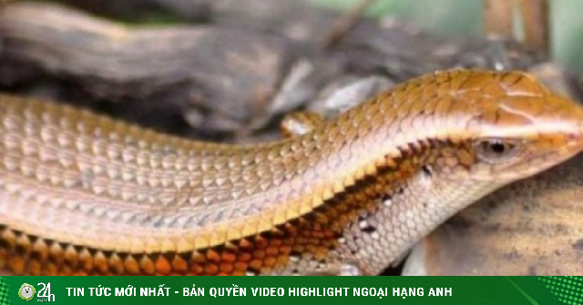 Loài bò sát nhìn "sợ khiếp vía" thành đặc sản trứ danh miền Tây