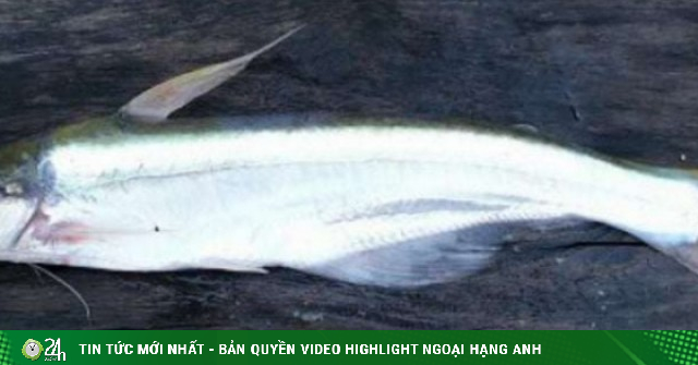 Loài cá cứ tháng 10 âm lịch là từ Campuchia kéo về Đồng bằng sông Cửu Long, rất thích ăn trái bần, trái mắm