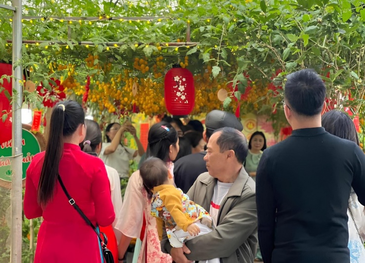 Vườn cà chua 'đẹp như AI', hút hàng nghìn khách check-in đầu xuân - 4