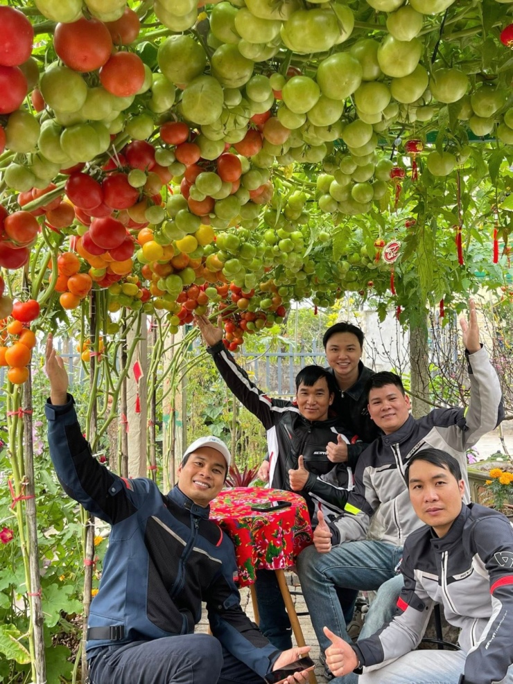 Vườn cà chua 'đẹp như AI', hút hàng nghìn khách check-in đầu xuân - 8