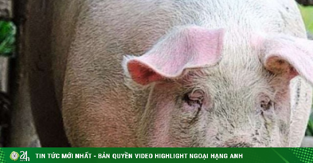 Giá lợn hơi sau Tết cứ giảm liên tục, người chăn nuôi sốt ruột, giá lợn bán lẻ ở chợ vẫn cao chót vót