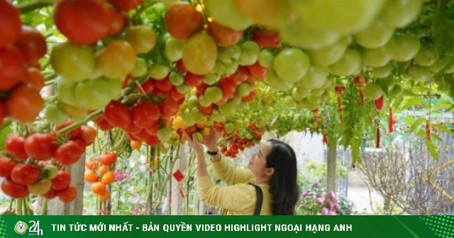 Vườn cà chua 'đẹp như AI', hút hàng nghìn khách check-in đầu xuân