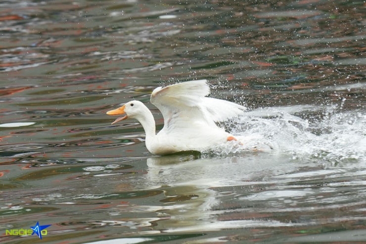 Hàng chục trai tráng ngụp lặn bắt vịt ở hội làng Hà Nội - 3