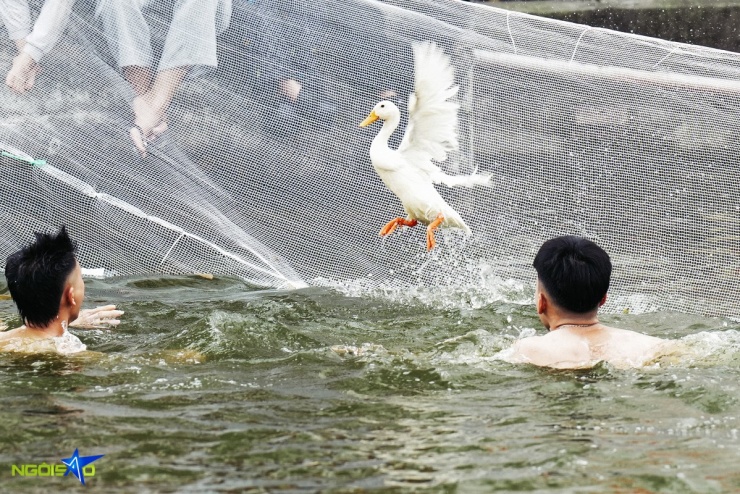 Hàng chục trai tráng ngụp lặn bắt vịt ở hội làng Hà Nội - 4
