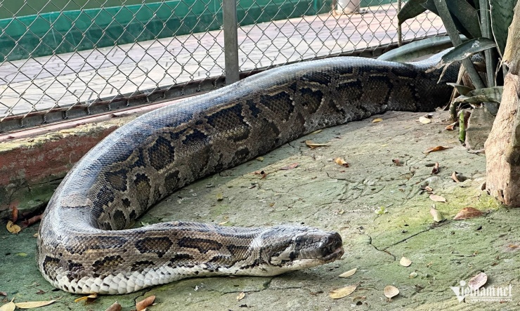 Con trăn đất khổng lồ tại trại rắn Đồng Tâm