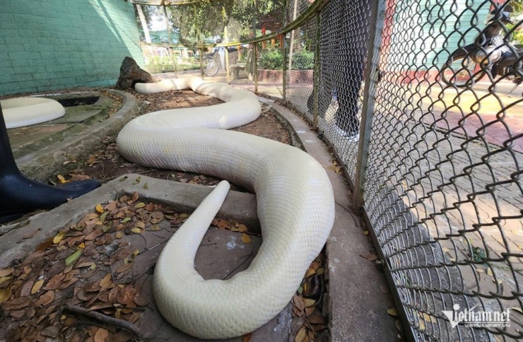 Cá thể trăn bạch tạng khổng lồ từng được người dân bàn giao cho trại để phục vụ công tác bảo tồn, nhân giống