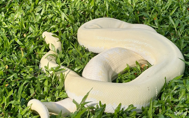 Trăn bạch tạng được nuôi trong chuồng trại thông thoáng, đảm bảo điều kiện vệ sinh, an toàn sinh học