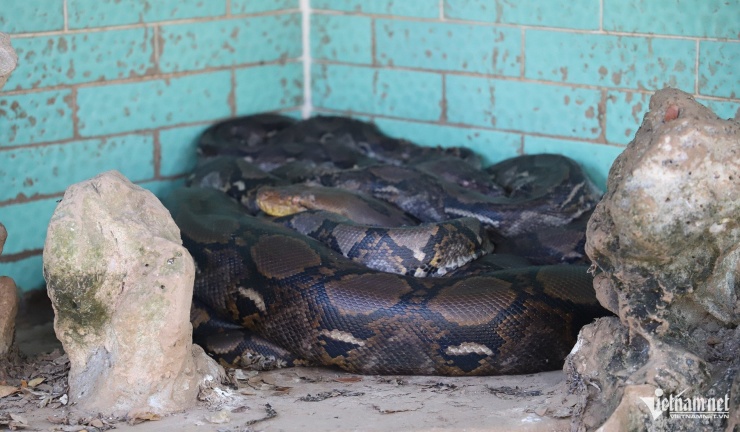 Những con trăn bạch tạng quý hiếm, đẹp lạ trong trại rắn lớn nhất miền Tây - 8