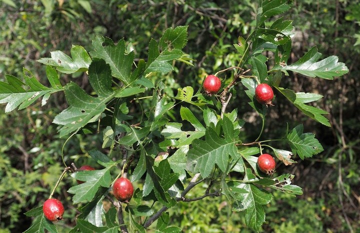 Cây táo gai (hay có tên gọi khác là cây sơn tra) là cây bụi thuộc Chi Crataegus. (Ảnh minh hoạ)
