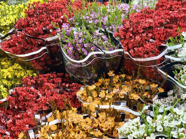 Vào dịp Rằm tháng Giêng, tiểu thương sẽ nhập thêm hàng để phục vụ nhu cầu mua sắm của người dân.