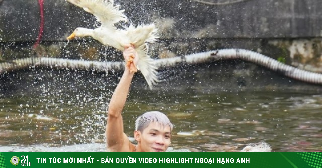 Hàng chục trai tráng ngụp lặn bắt vịt ở hội làng Hà Nội