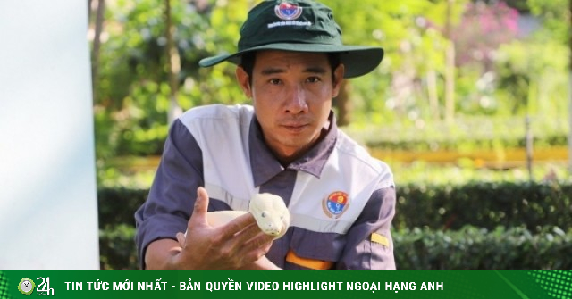 Những con trăn bạch tạng quý hiếm, đẹp lạ trong trại rắn lớn nhất miền Tây