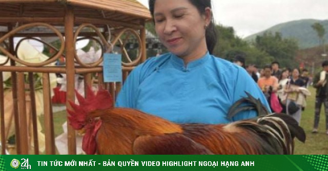 Quảng Ninh tổ chức cuộc thi lạ, đánh giá "nhan sắc" gà, tìm ra vị trí vua gà, hoa hậu gà