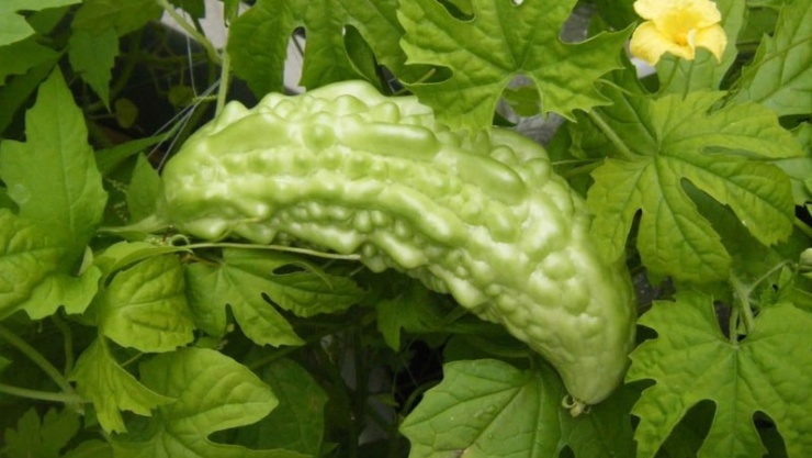 Lá khổ qua có thể ăn được và mang lại nhiều lợi ích nếu sử dụng đúng cách, điều độ