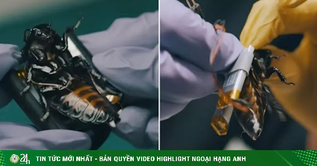 "Biệt đội" gián robot điều khiển bằng não bộ được tung ra chiến trường